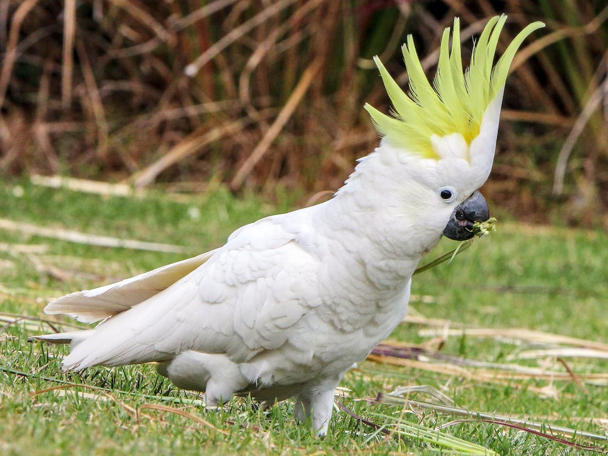 African Grey Parrots for Sale Online at Amazing Birds Farm