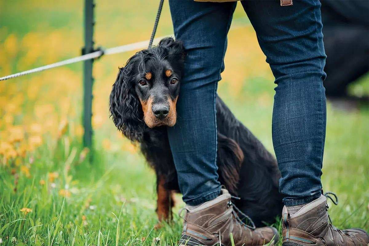 Nosework for Dogs: Boost Your Dog’s Mind and Nose with Expert Training