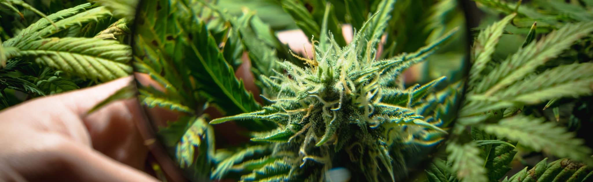 24 Hour Smoke Shop Near Me Miami – Find Miami Rave’s Delicious Infused Treats Anytime