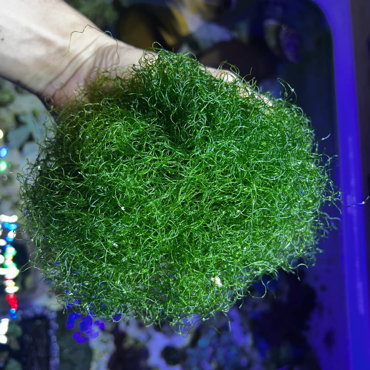 Wholesale opae ula Available for Retailers &amp; Shrimp Startups