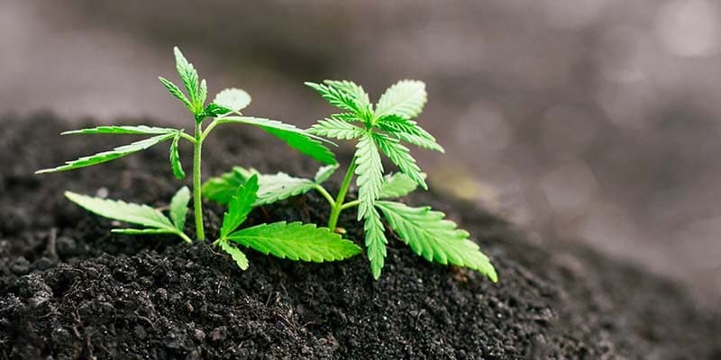 Cannabis Club Madrid | Trusted Community by Clubs Cannabis Madrid