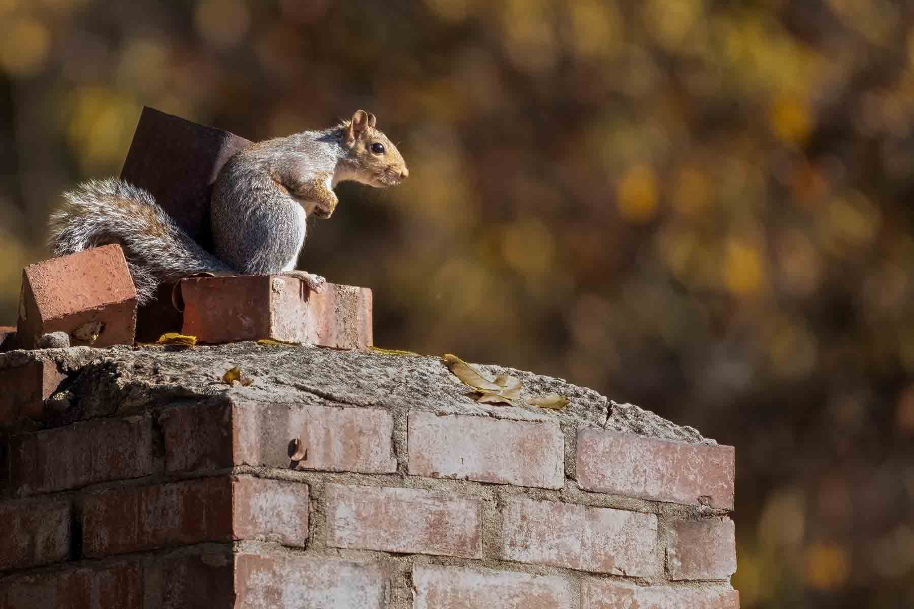Quick and Safe Squirrel Removal Solutions
