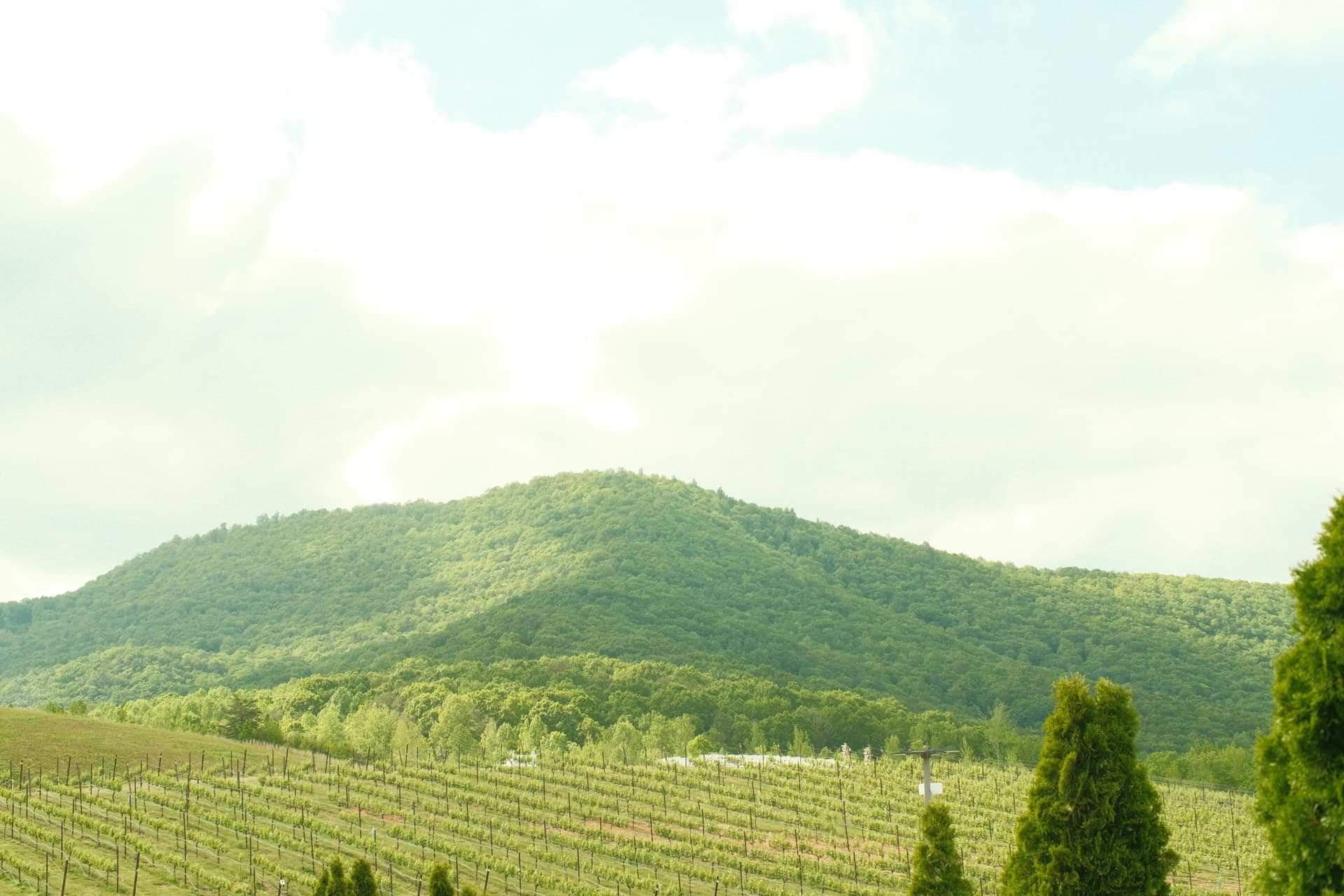 Exploring the Vineyards and Wine Heritage of Clarksburg CA