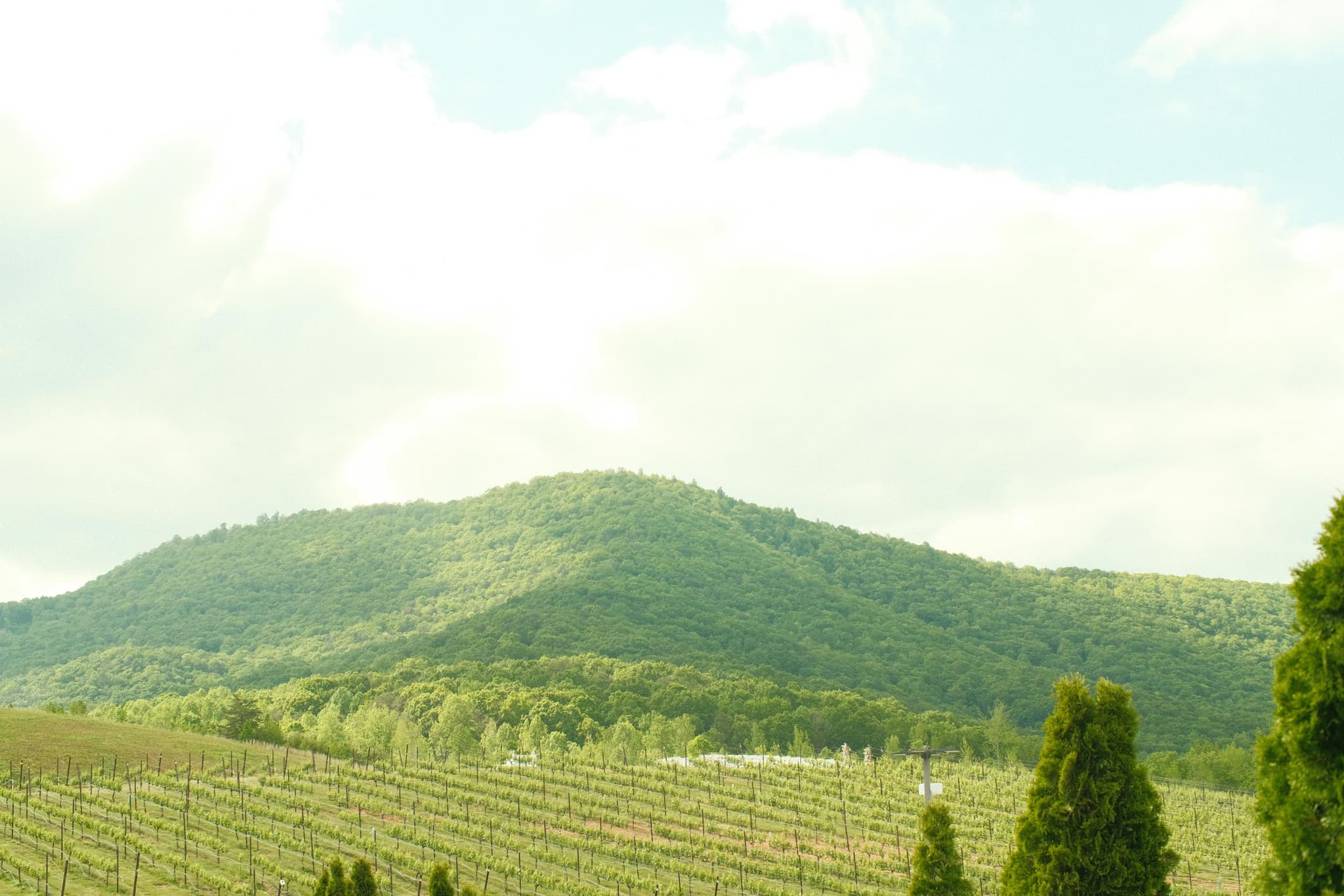 Exploring the Vineyards and Wine Heritage of Clarksburg CA