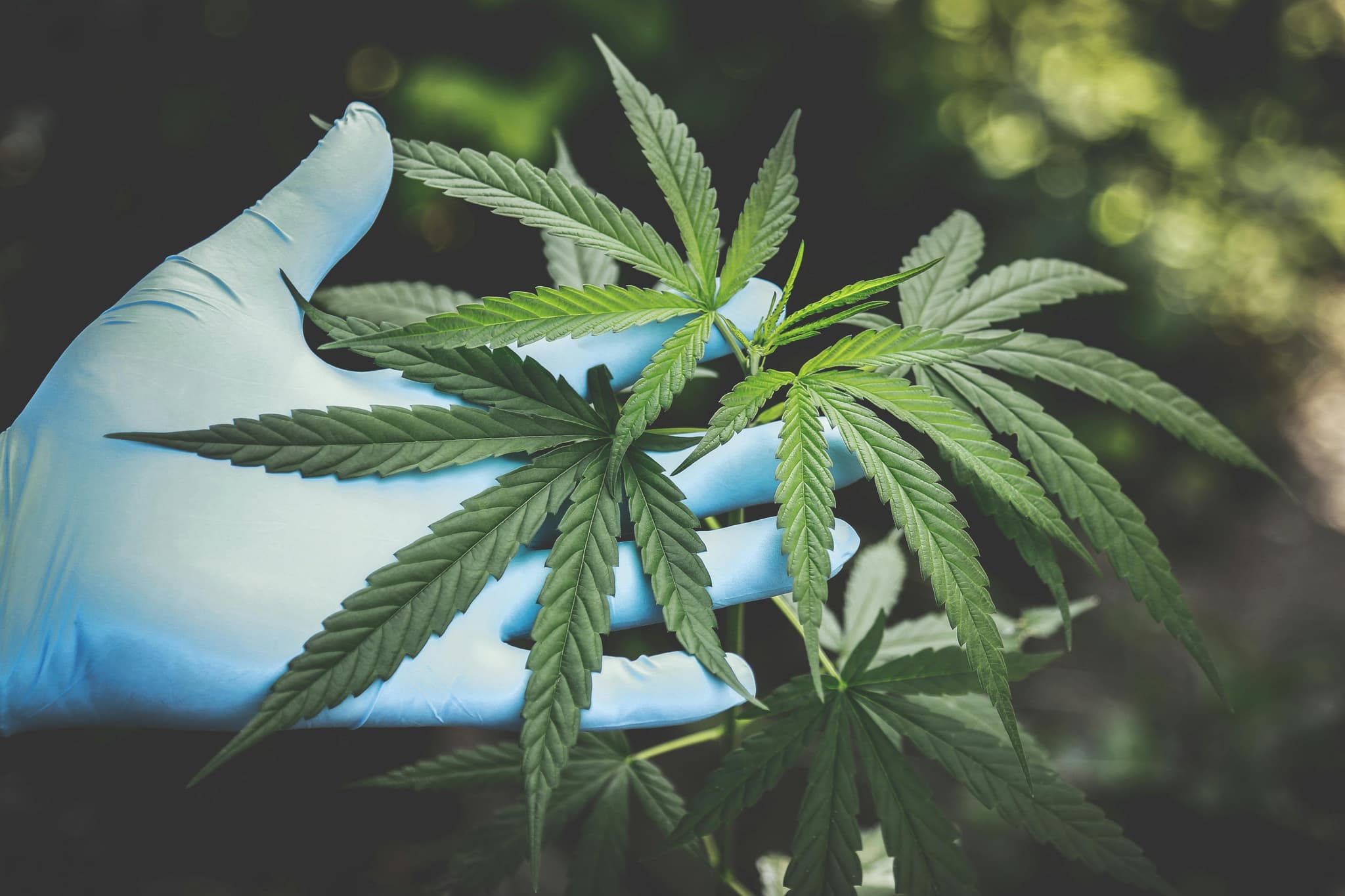 WHAT CHEFS CAN LEARN FROM THE EVOLVING CANNABIS INDUSTRY
