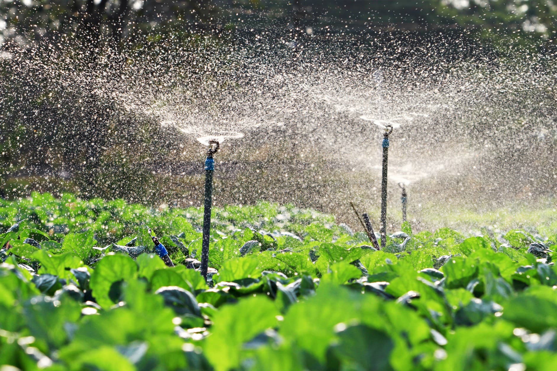 Professional Irrigation Services in Springtown, TX Focused on Efficiency