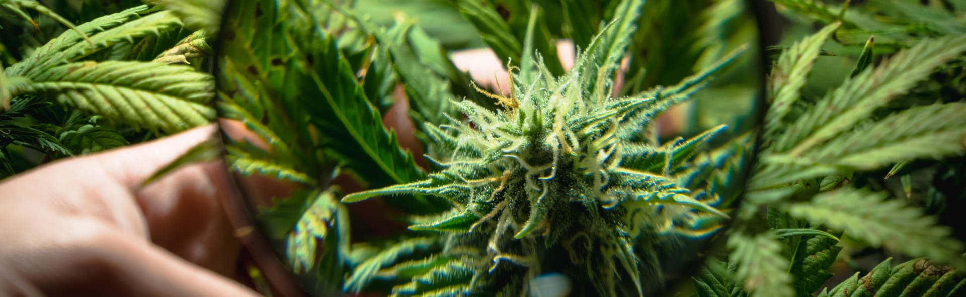 24 Hour Smoke Shop Near Me Miami – Find Miami Rave’s Delicious Infused Treats Anytime