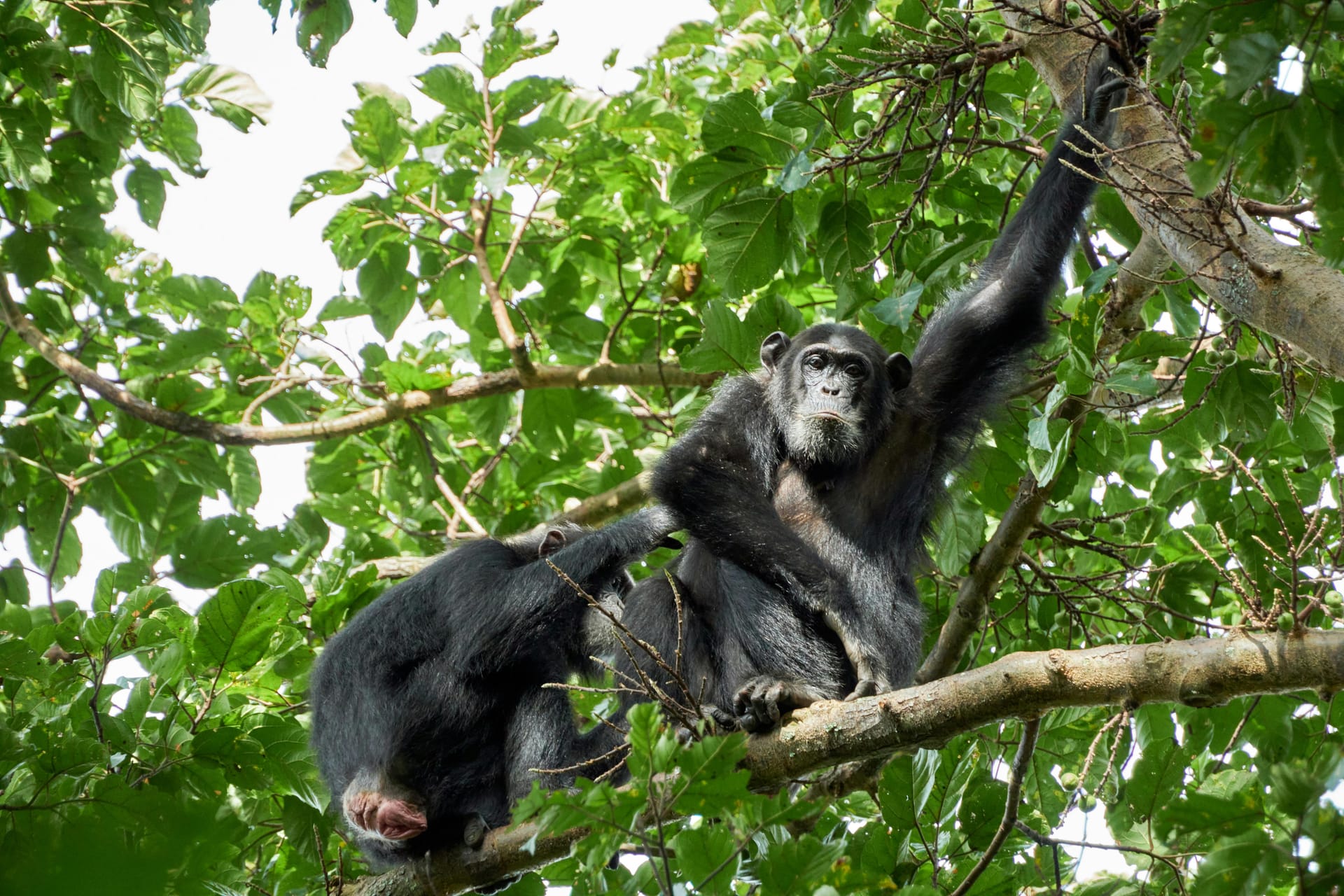 Top Chimpanzee Trekking Tours in Africa for Nature Lovers and Adventurers