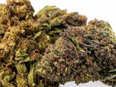 CBD hash wholesale con analíticas, logística rápida y precios profesionales en La Cosechera