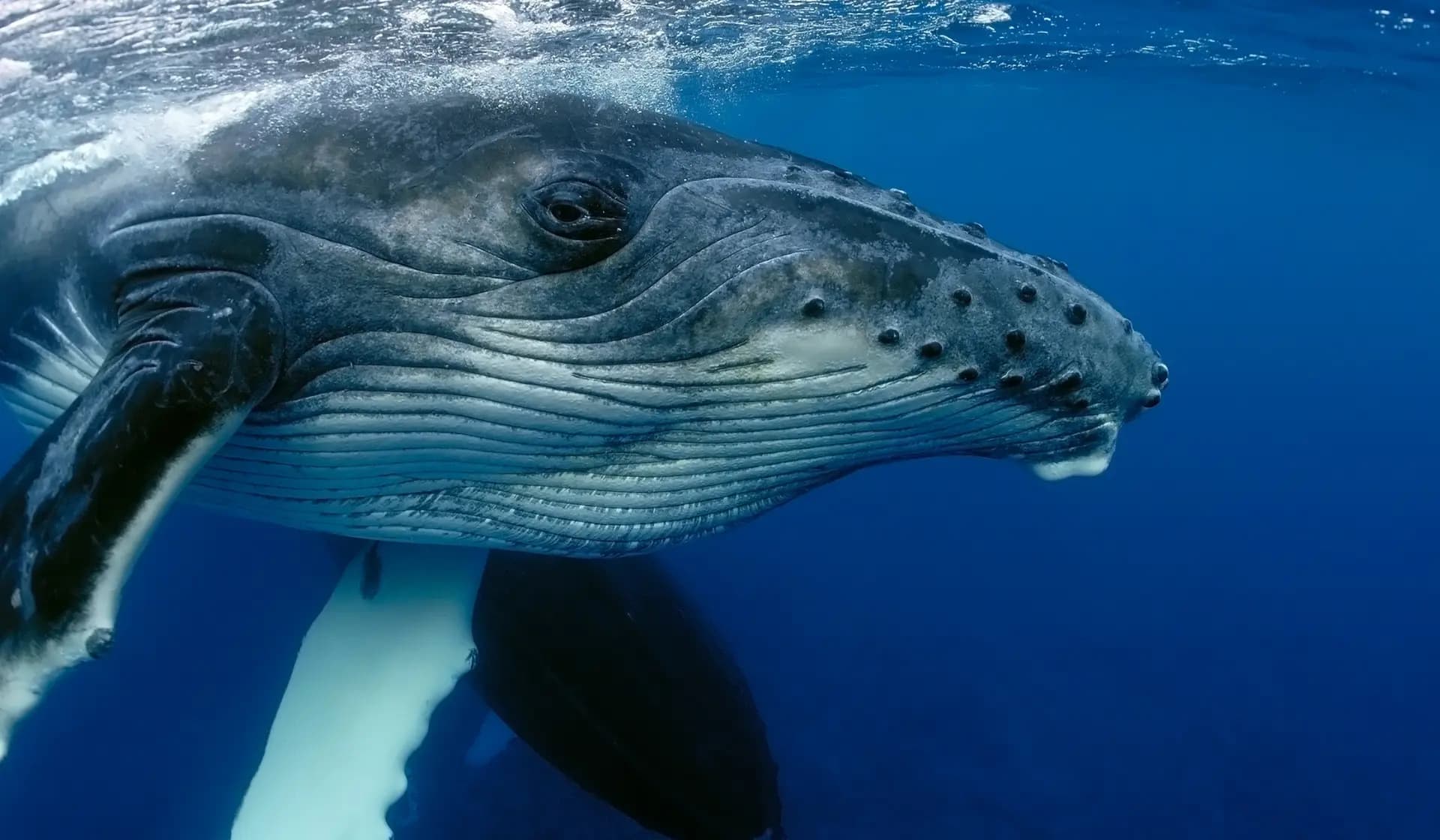 Redefining Marine Justice: A-LAW and marianthi baklava Empower Ocean Law