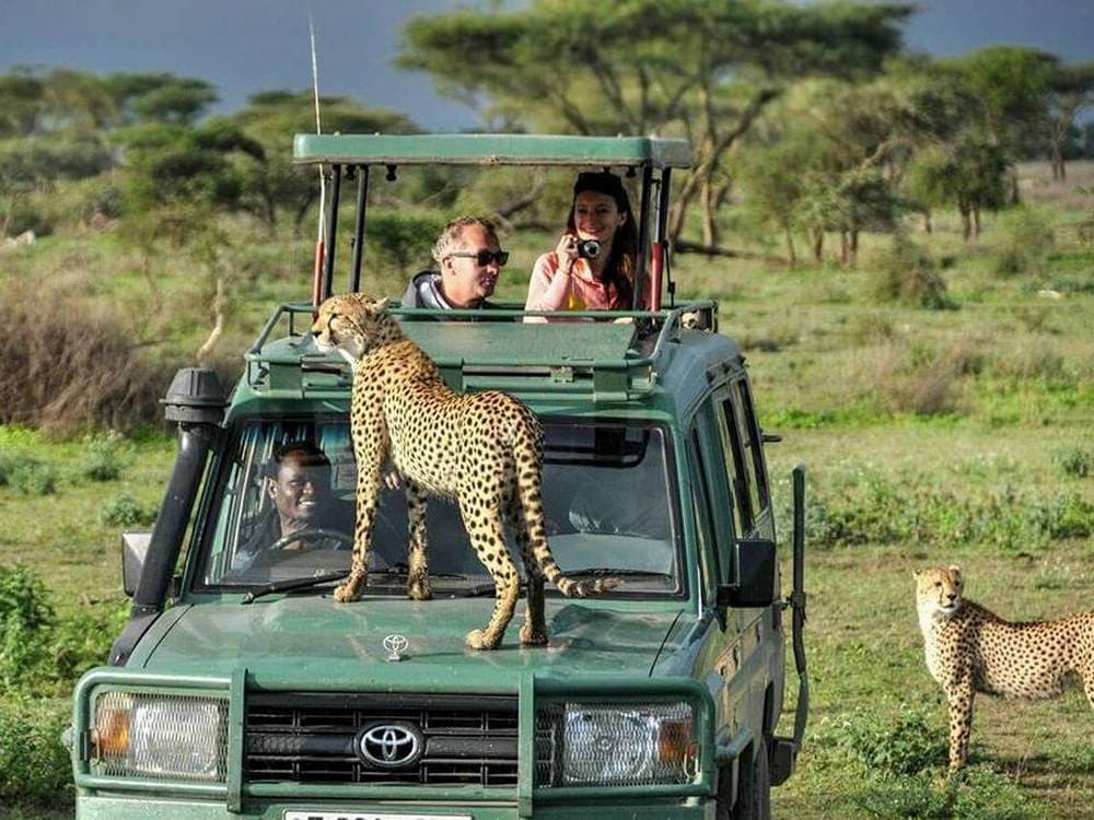 Explore the Wonders of Africa with Our Tanzania Safari Packages