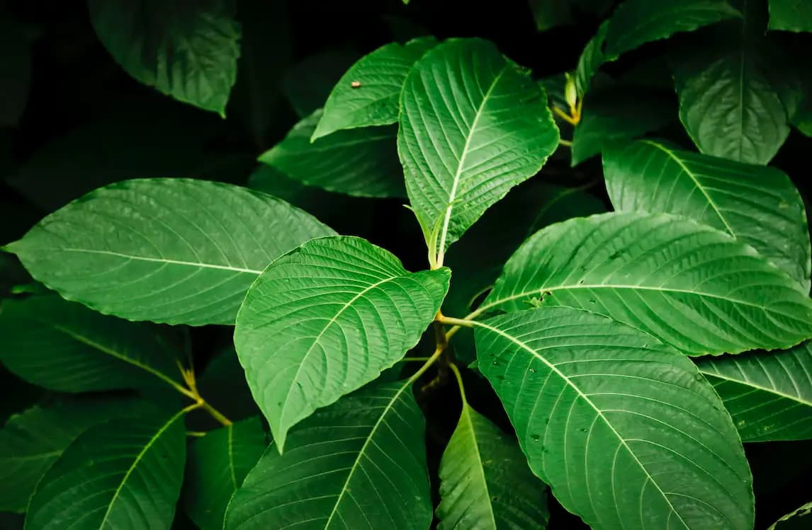 Why Popup CNX Is the Top Spot to Buy Kratom Tea in Chiang Mai