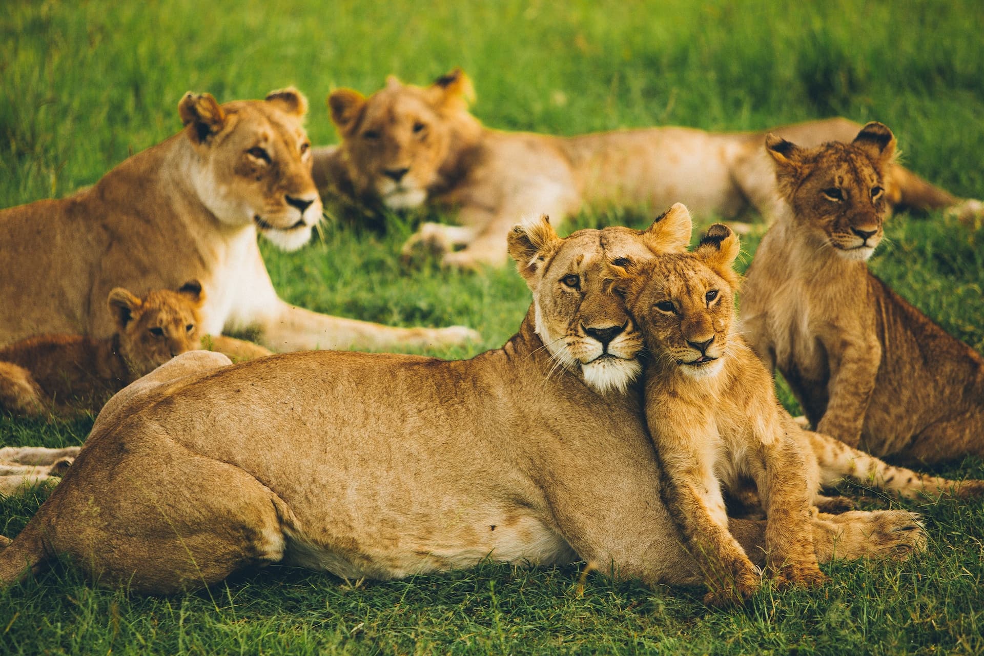 Tanzania Safari Tours: Explore Serengeti & Ngorongoro Crater
