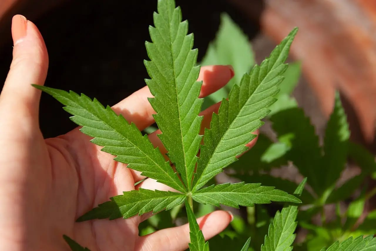 Cannabis club hamburg für verantwortungsvollen Genuss