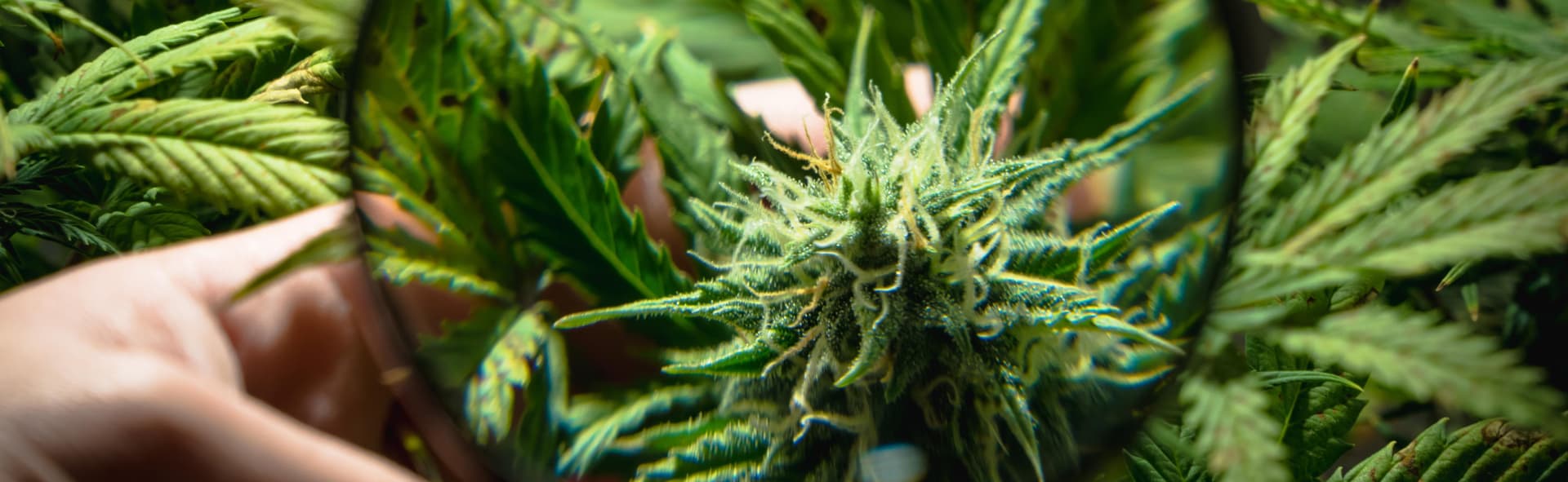 24 Hour Smoke Shop Near Me Miami – Find Miami Rave’s Delicious Infused Treats Anytime
