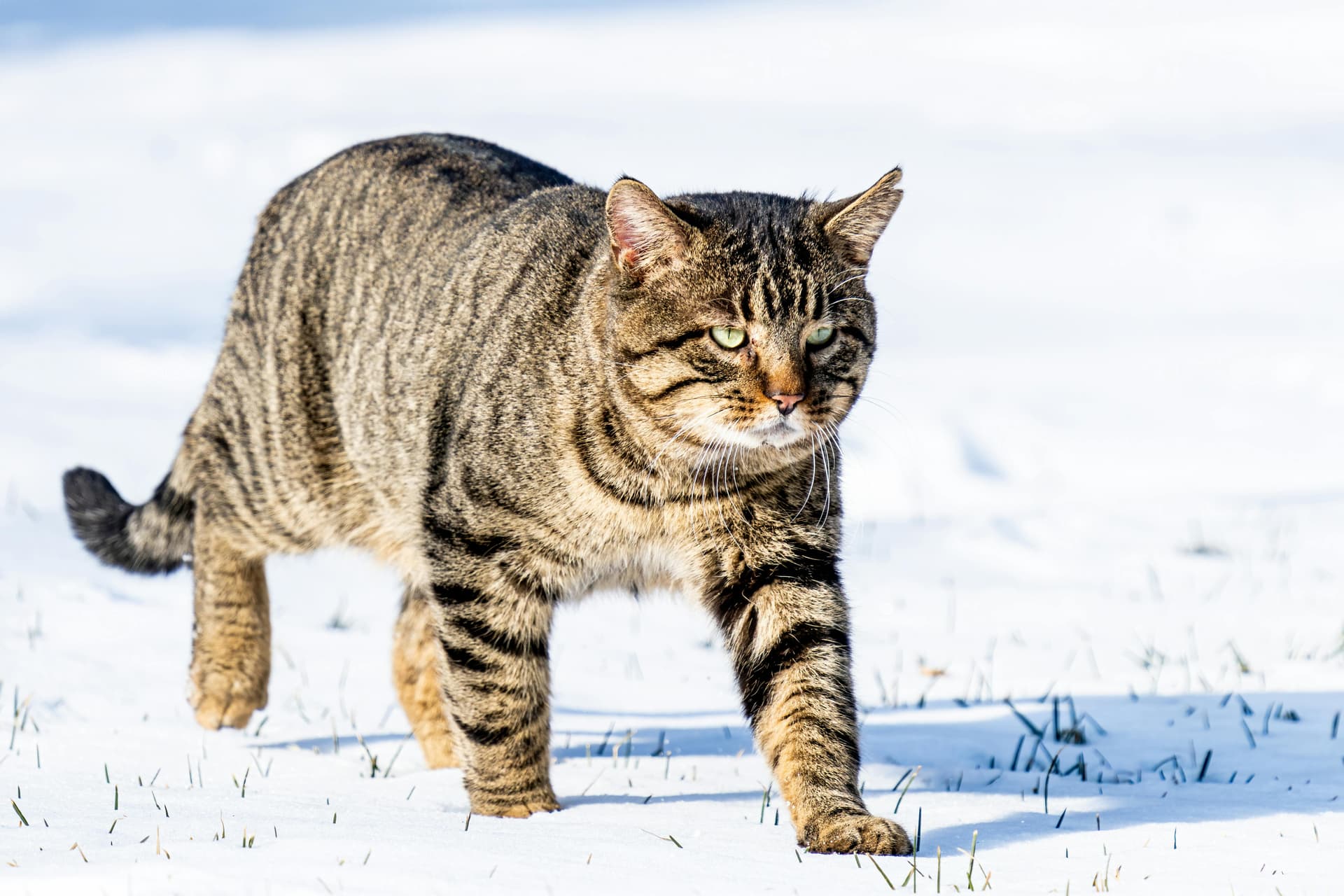 Maine Coon Cats for Sale – Big, Beautiful & Family-Friendly Cats