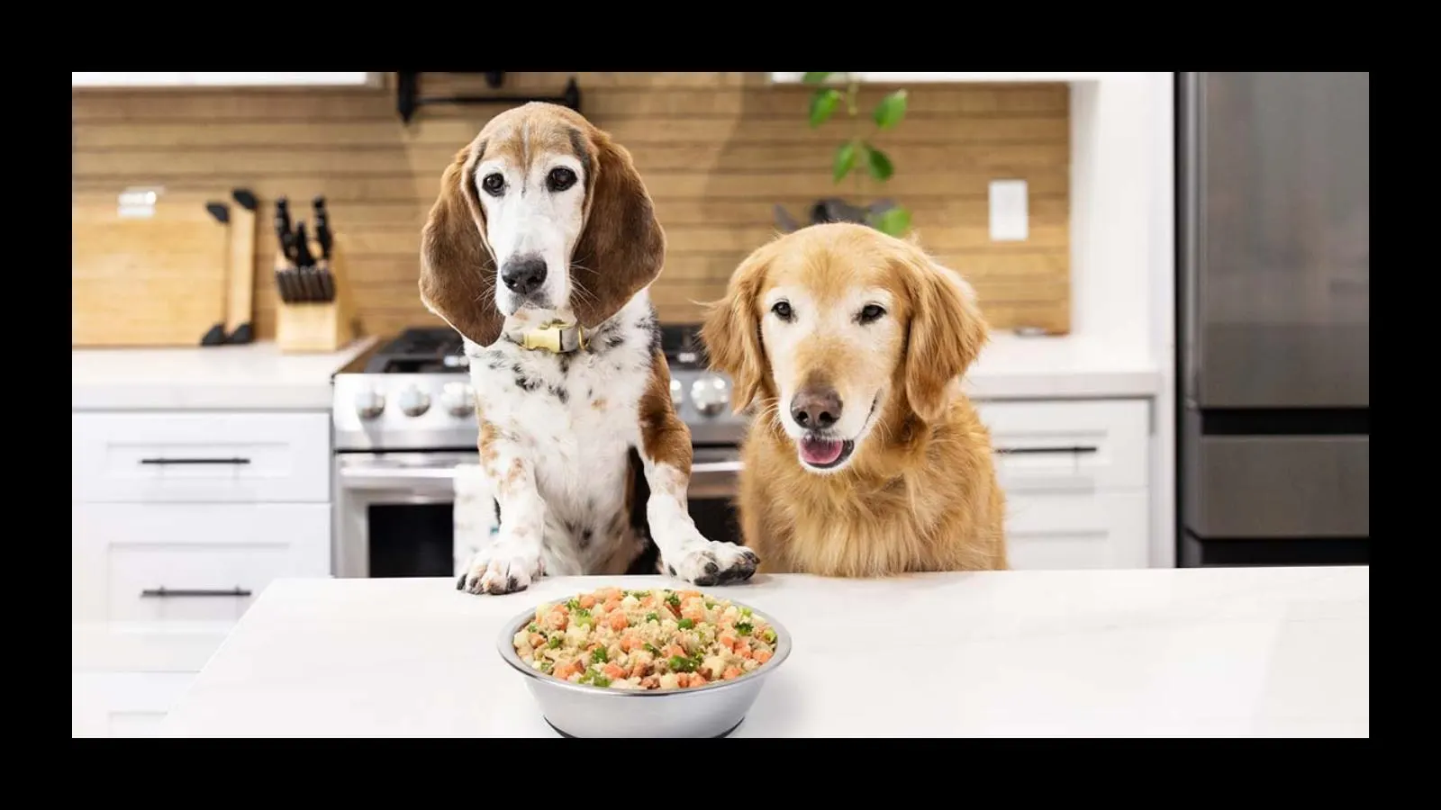 How Dr Martys Dog Food Supports Healthy Digestion and Immunity