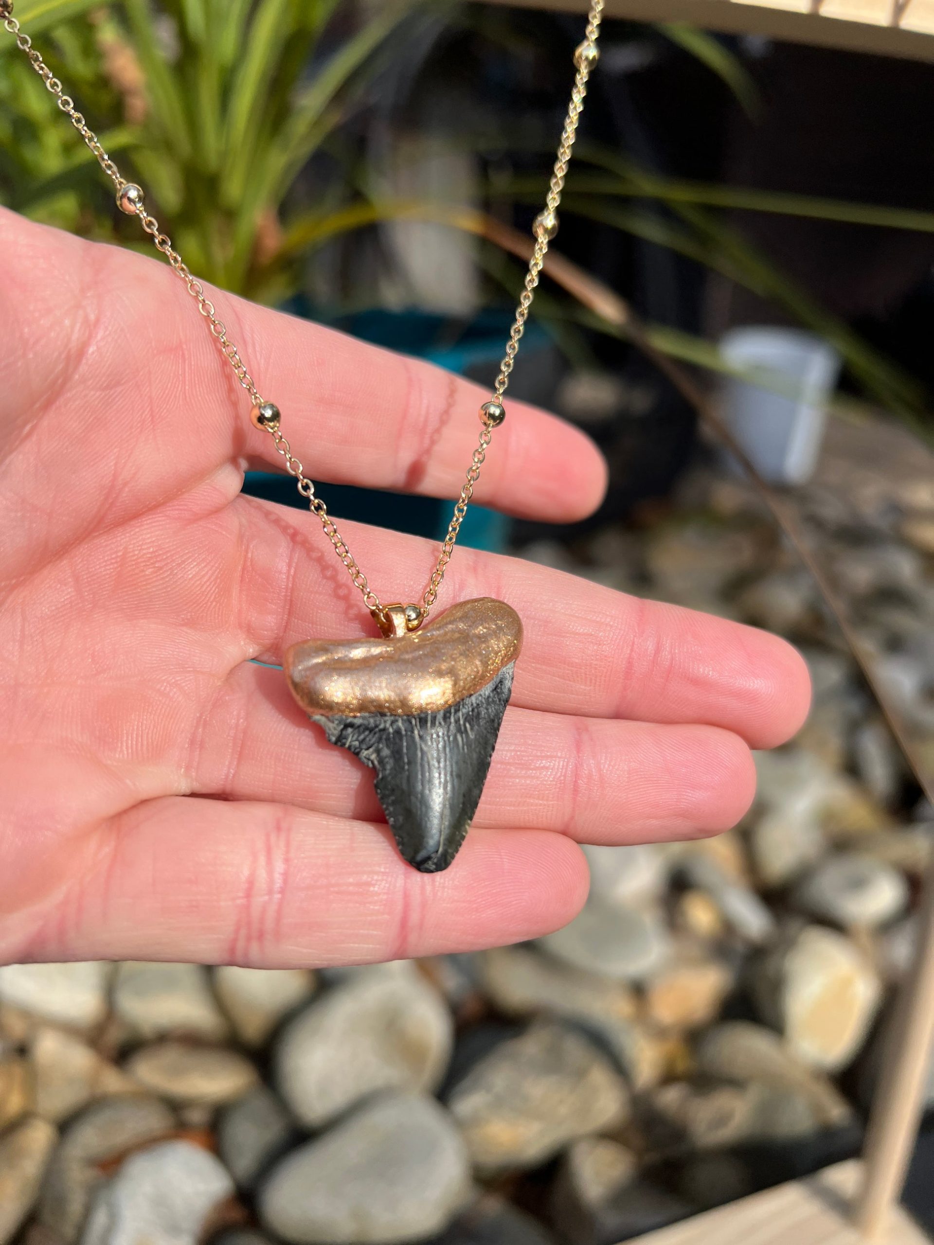 HOW TO IDENTIFY AUTHENTIC MEGALODON TEETH BEFORE BUYING
