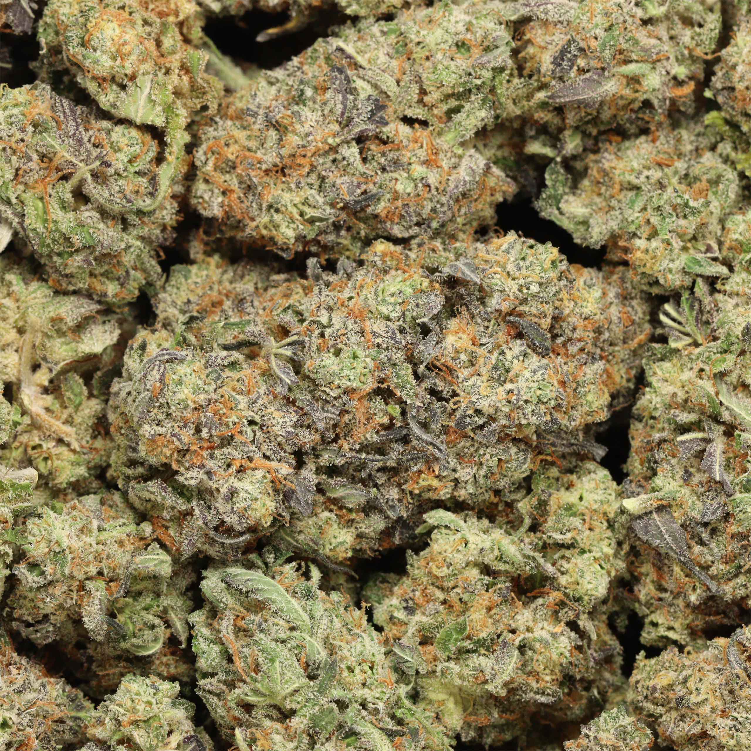 Bud Cargo: Canada’s Best Online Shop to Order the jealousy strain with Fast, Safe Delivery