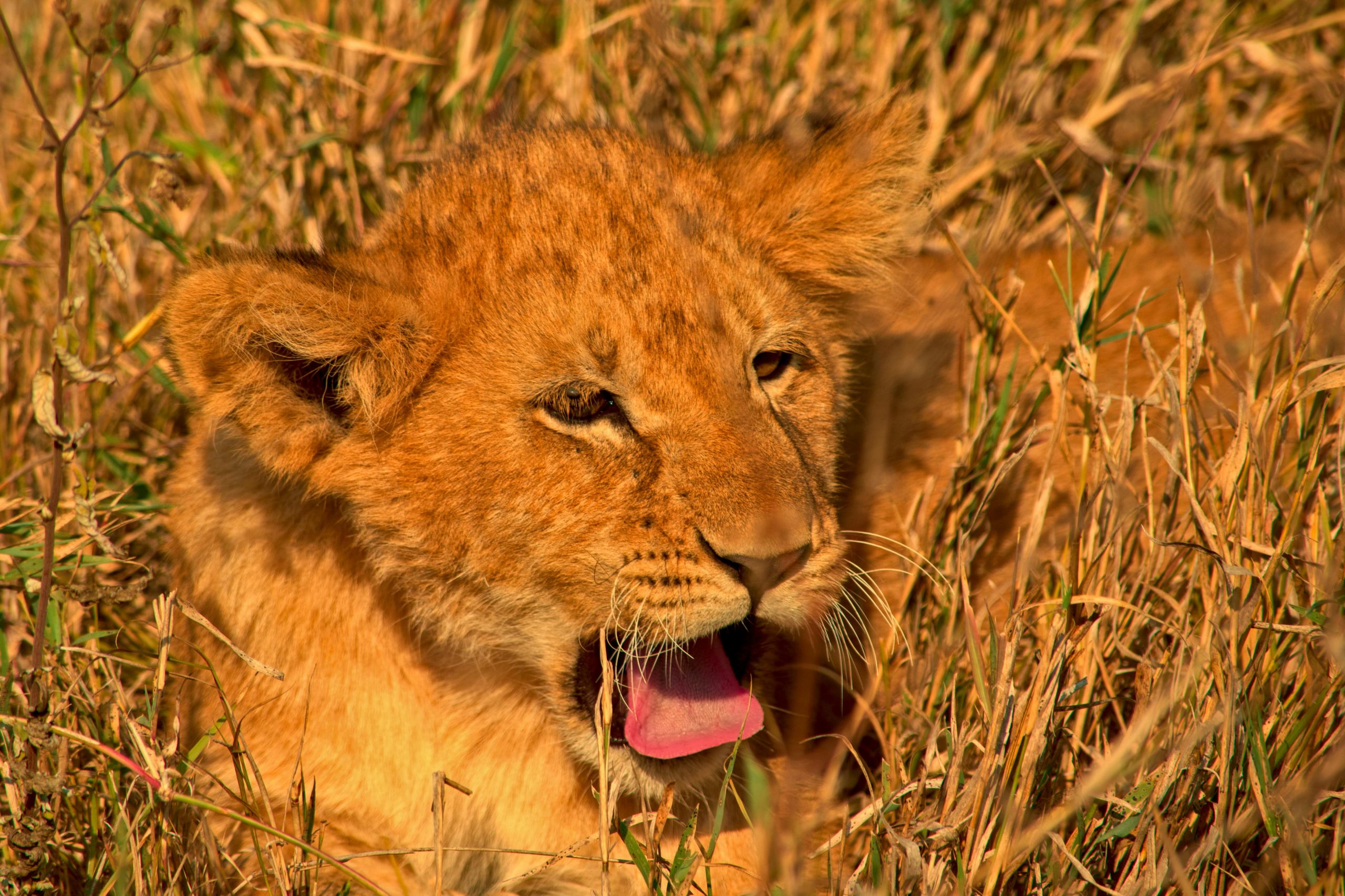 Kenya Tanzania Safari Packages Tailored for Every Traveler
