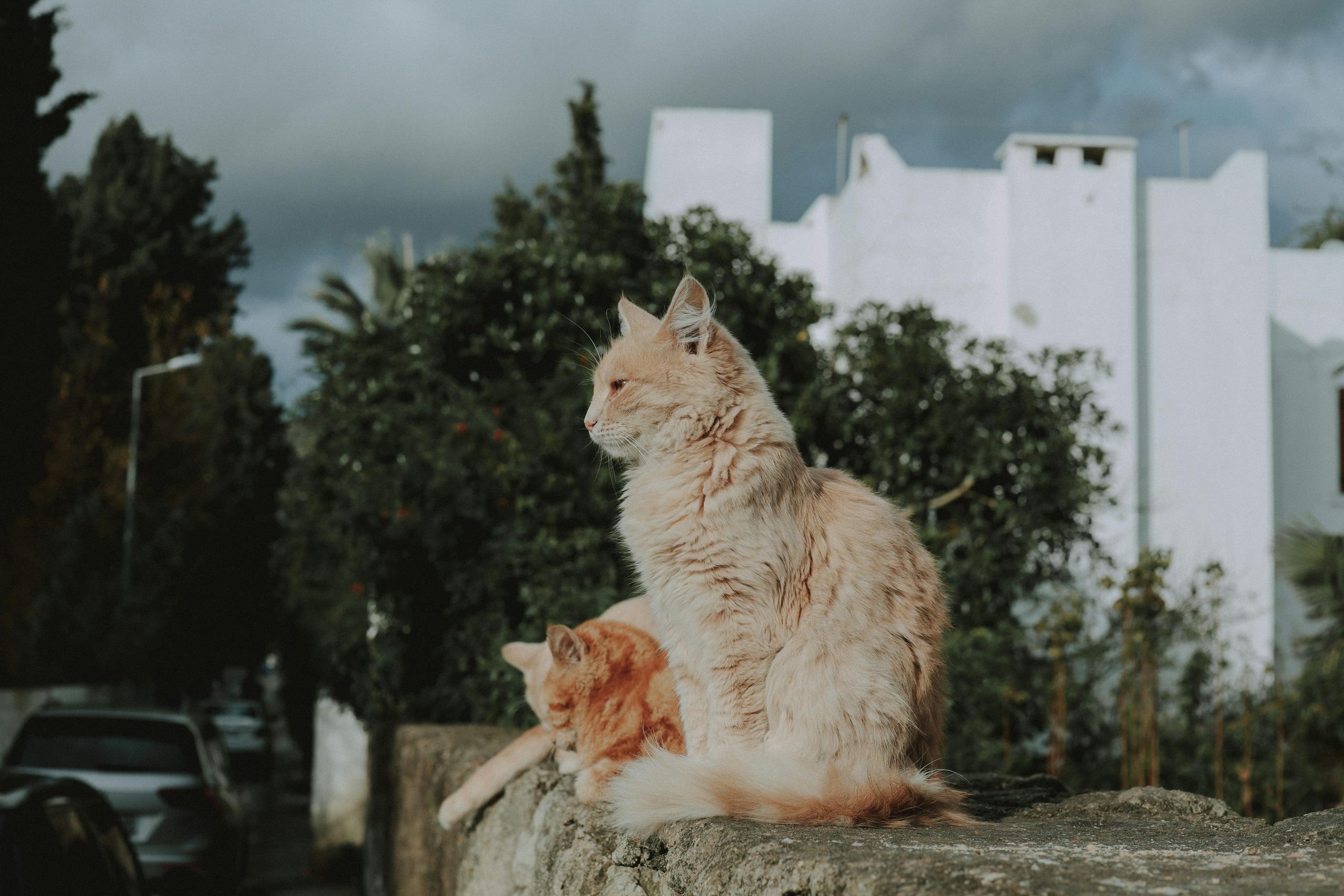 Coon Cats for Sale with Sweet Temperaments and Stunning Looks